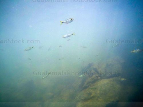 Peces en el Río Chiyú
