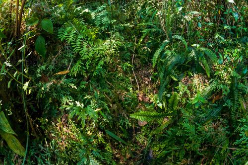 Bosque tropical alrededor de la Laguna de Maxbal