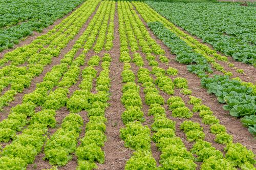 Lechuga en campo agricola