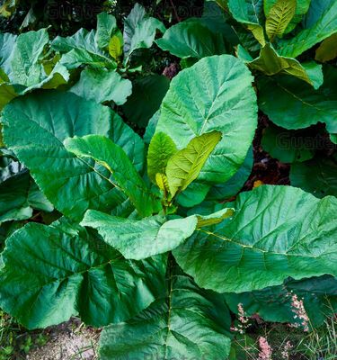 Planta de Chichicaste