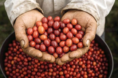 Cerezas de café recién recolectadas