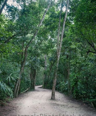 Sendero del Parque Nacional de Tikal