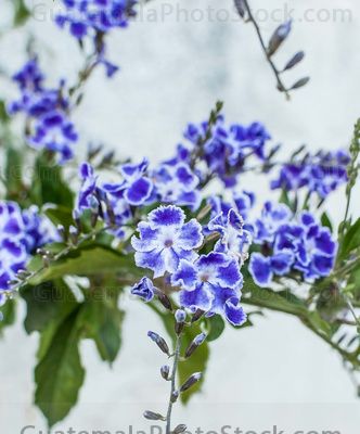Flores