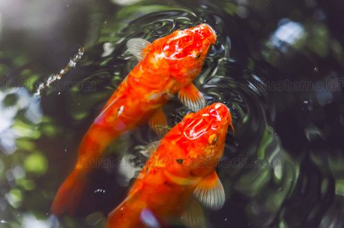 Peces de colores