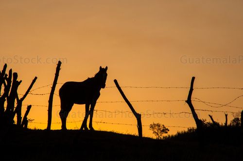 Silueta de caballo