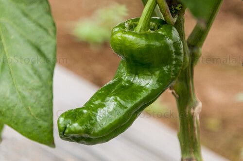Chile pimiento en vivero