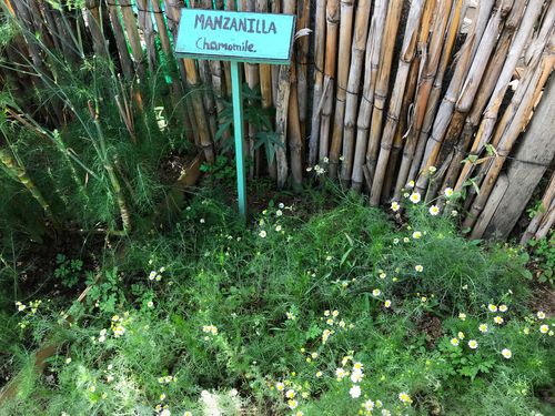 Planta Medicinal