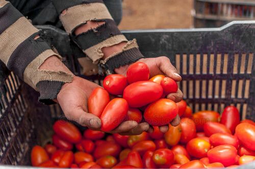 Cosecha de tomate