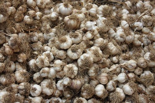 Cosecha de ajo