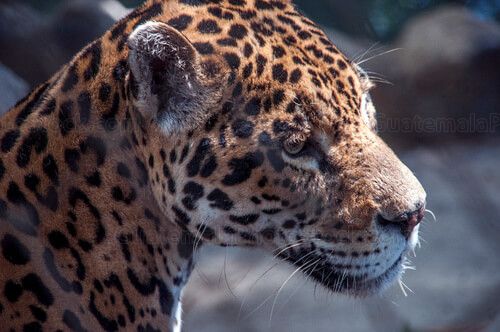 Jaguar