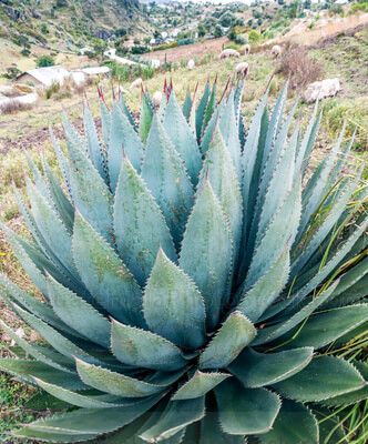 Planta en la cumbre de los Cuchumatanes