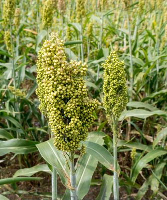 Planta de Maicillo o Sorgo