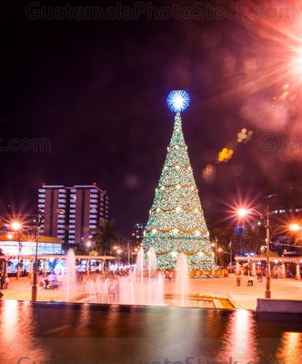 Arbol Gallo en Plaza Obelisco