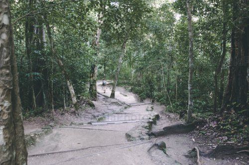 Sendero en Tikal