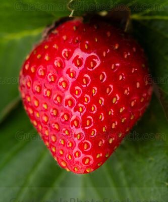 Fresas