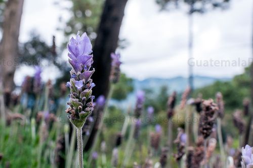 Flores de Lavanda