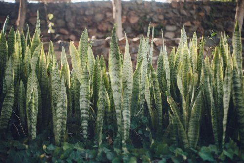Sansevieria