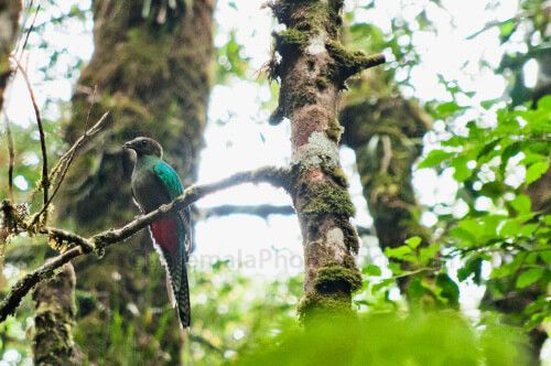 Quetzal Hembra