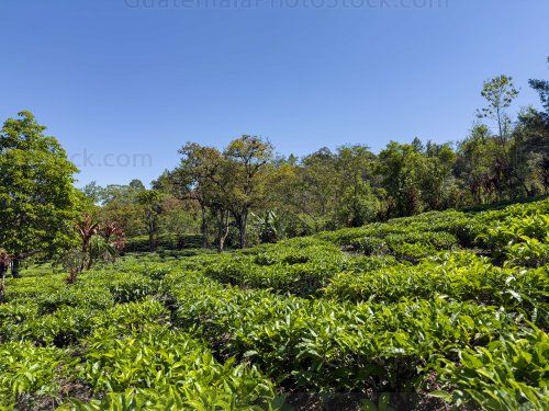 Campo agricola de la Cooperativa Chirrepec