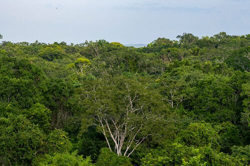 Selva petenera