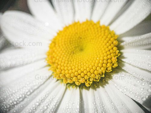 Macro fotografia