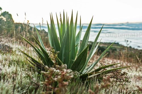 Cumbre de la Sierra de los Cuchumatanes