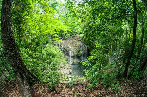 Bosque de Selva Tropical