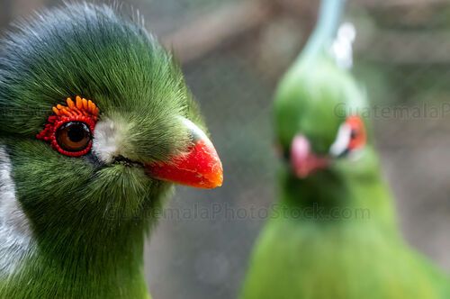 Turaco esmeralda con penacho en la selva tropical
