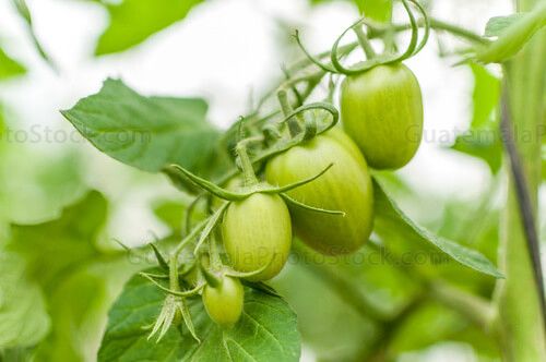 Tomate