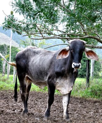 Vaca