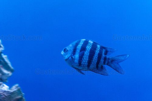 Acuario