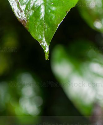 Nacimiento de agua en el sendero del alto