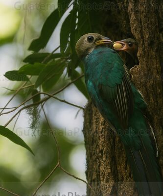 Majestuoso Quetzal en Bosque Nuboso