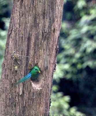 Quetzal en el Mirador Rey Tepepul