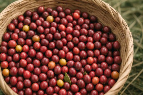 Cerezas de café recién recolectadas