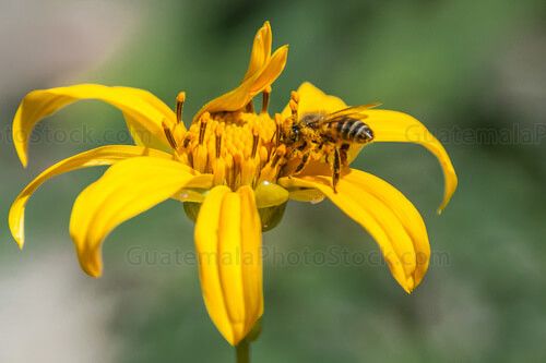 Flor y abeja