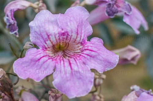 Flor Podranea Ricasoliana