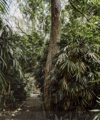 Sendero en el Jardín Botanico