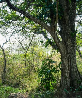 Ruinas de Yaxhá