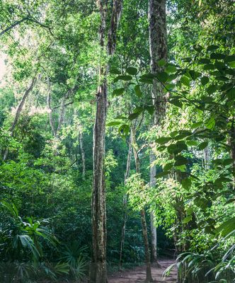 Sendero del Parque Nacional de Tikal