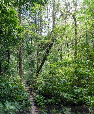 Bosque Tropical a orillas de Laguna Brava