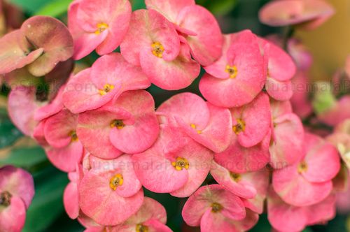 Flores decorativas