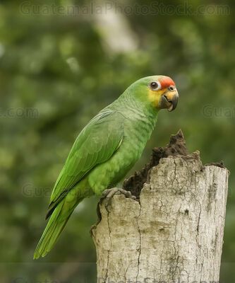 Loro verde con frente roja en hábitat natural