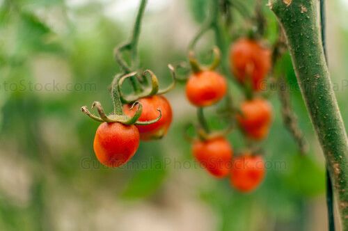 Tomates