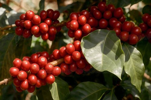 Cerezas de cafe en rama
