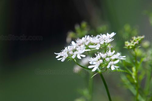 Naturaleza