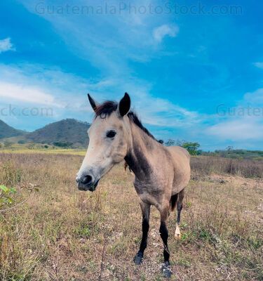 Caballo