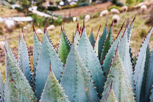 Plantas y ovejas