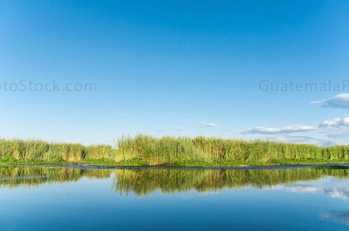 Tule en el Canal de Chiquimulilla