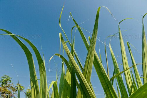 Hojas de la caña de azúcar